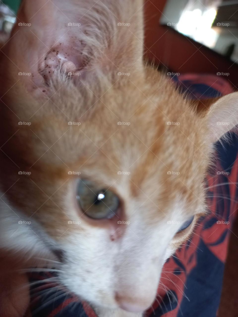 Gatinho  carinhoso, curioso e dengoso. O corpo do gato fala! A  linguagem corporal,  pode dizer muito bem se ele está tranquilo,  feliz, assustado ou estressado.