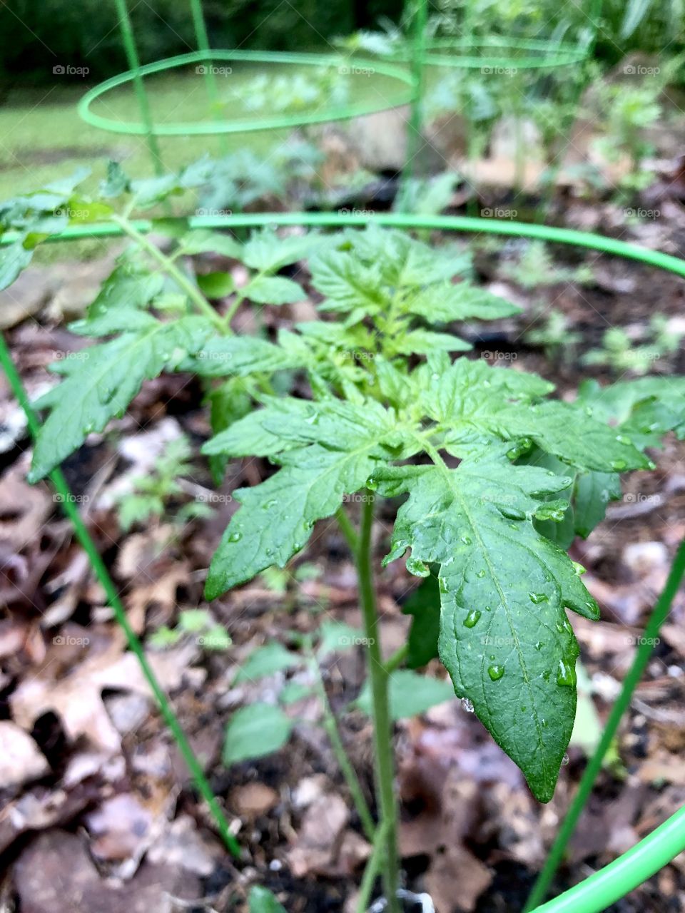 Closeup of raindrops on tomato plant in home garden 