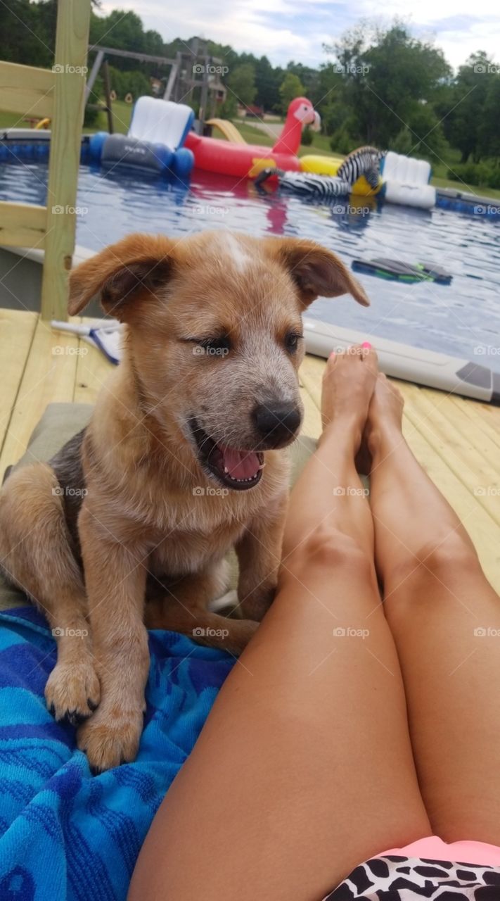 lounging by the pool with my pup