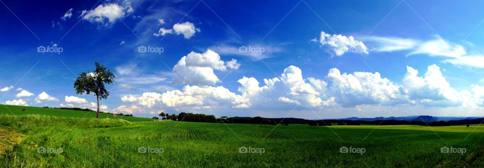 clouds. a tree in a peaceful cloudy landscape in summer