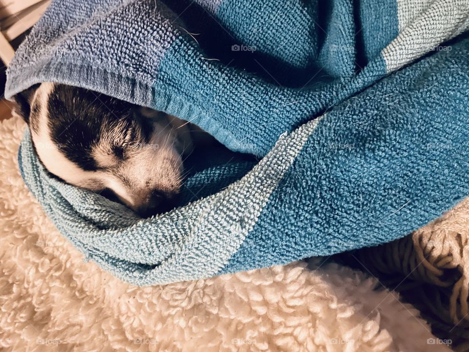Pup’s like a good old cuddle in a blanket too! 
