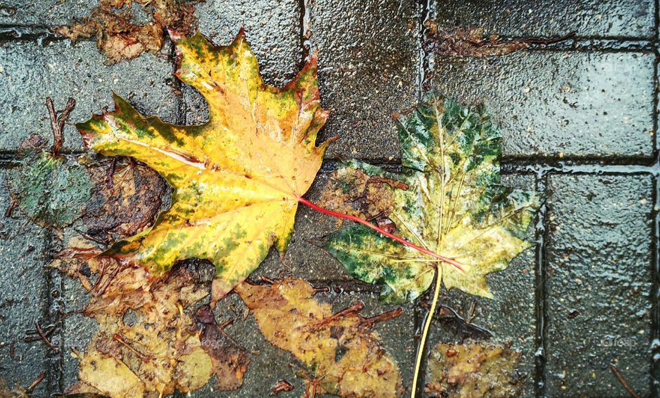 yellow and green leaves on wet asphalt