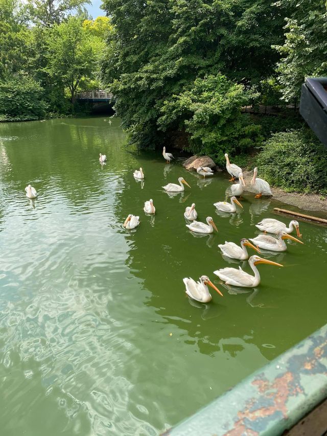 Patos 