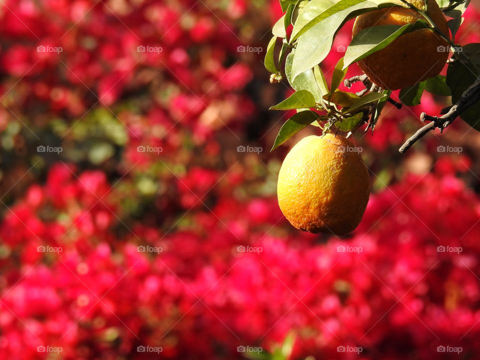 Lemon & bouganvilla