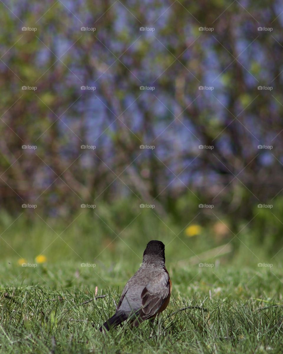 Hello Spring! Now it’s time for the Robins to get out and forage. 