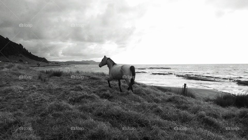 Horse on grass at the beach
