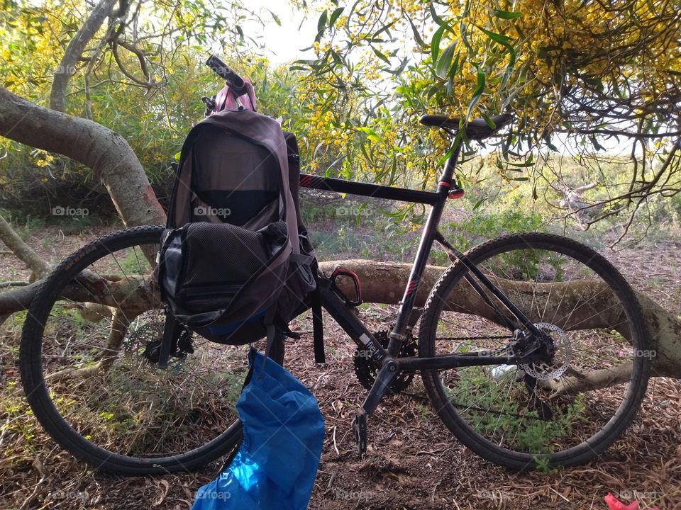 Bike and branch