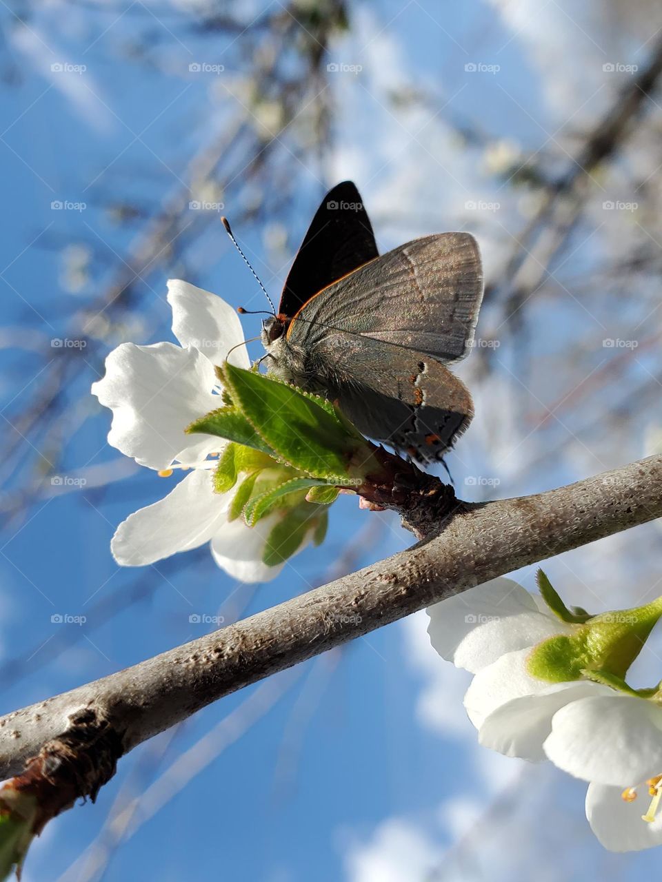 Spring weather, Spring blooms and Spring pollinators!