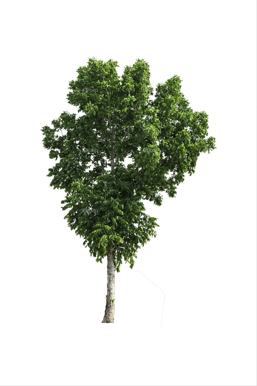 Isolated Bright green tree on a white background with clipping path.