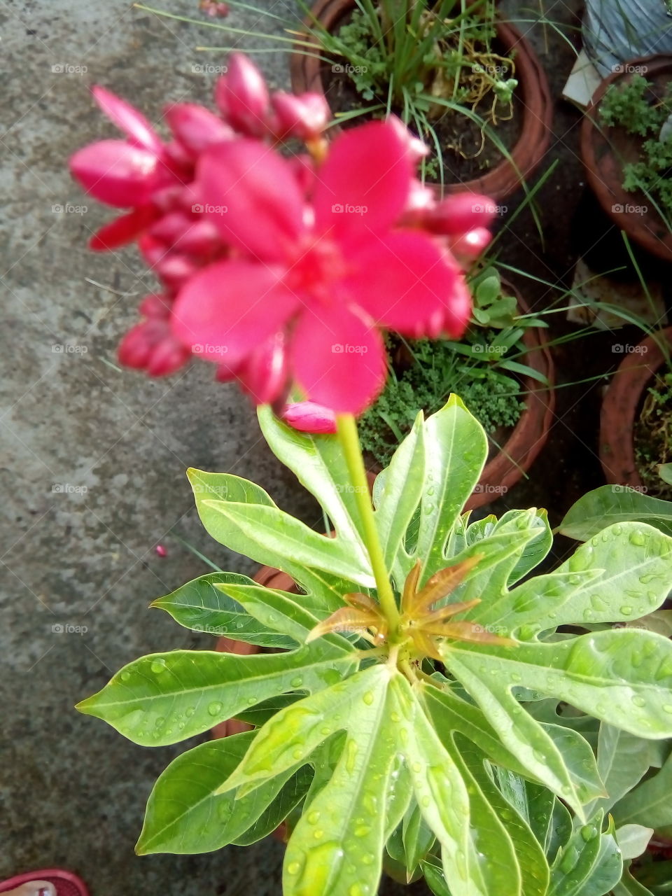 raindrops on flowers