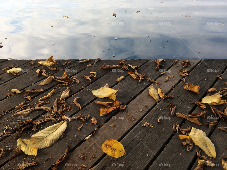 Leaves by The Lake