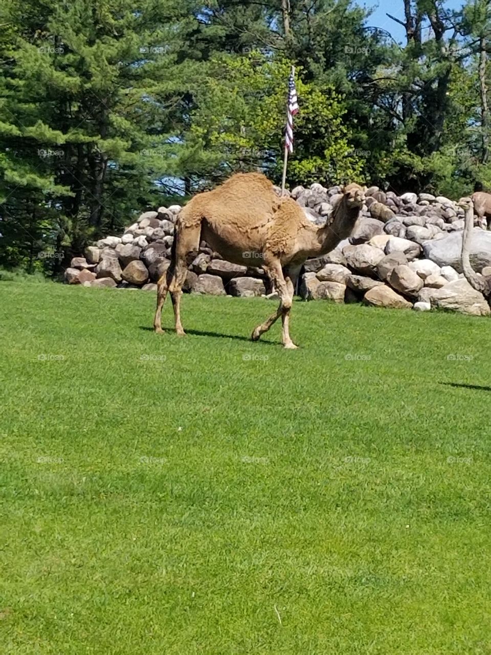 Just a camel hanging out