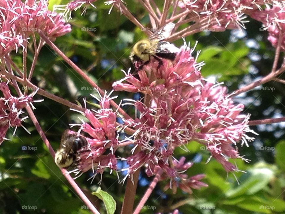 Bee breakfast. Bumble bee and flowers