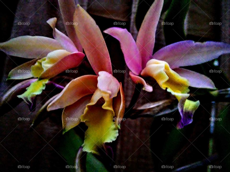 Guatalmensis Orchid SW FL