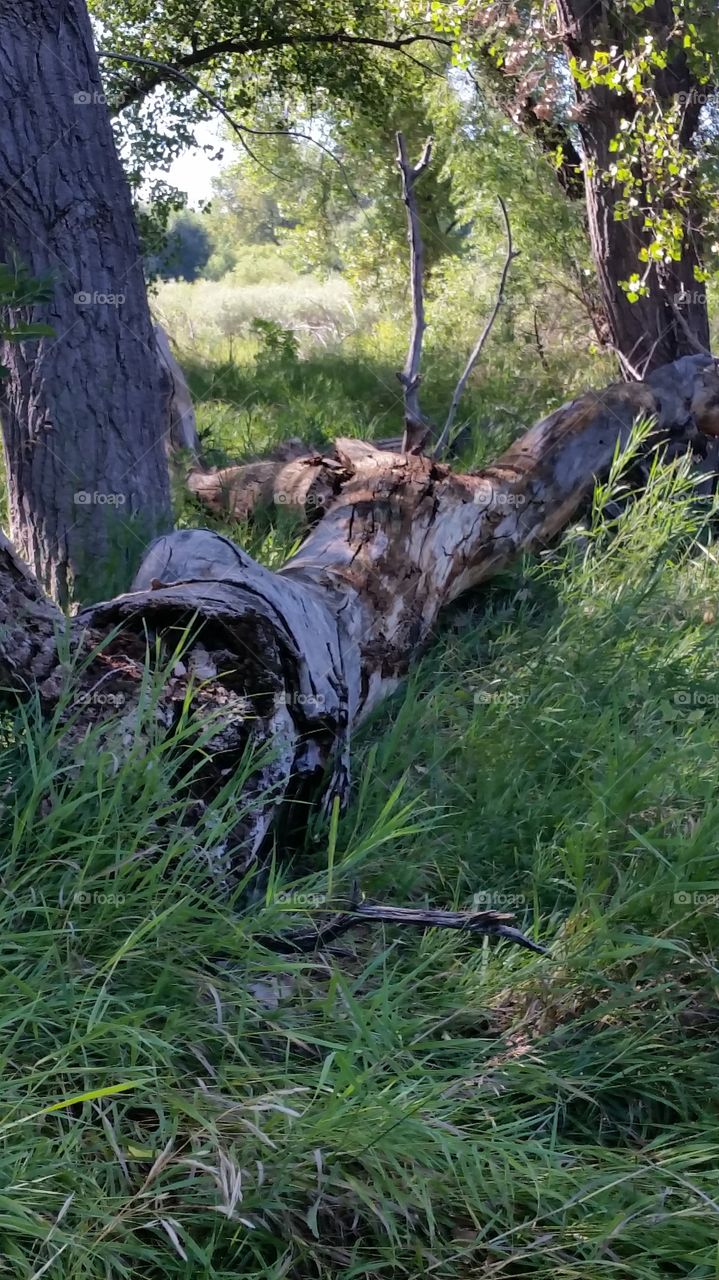 Fallen Tree