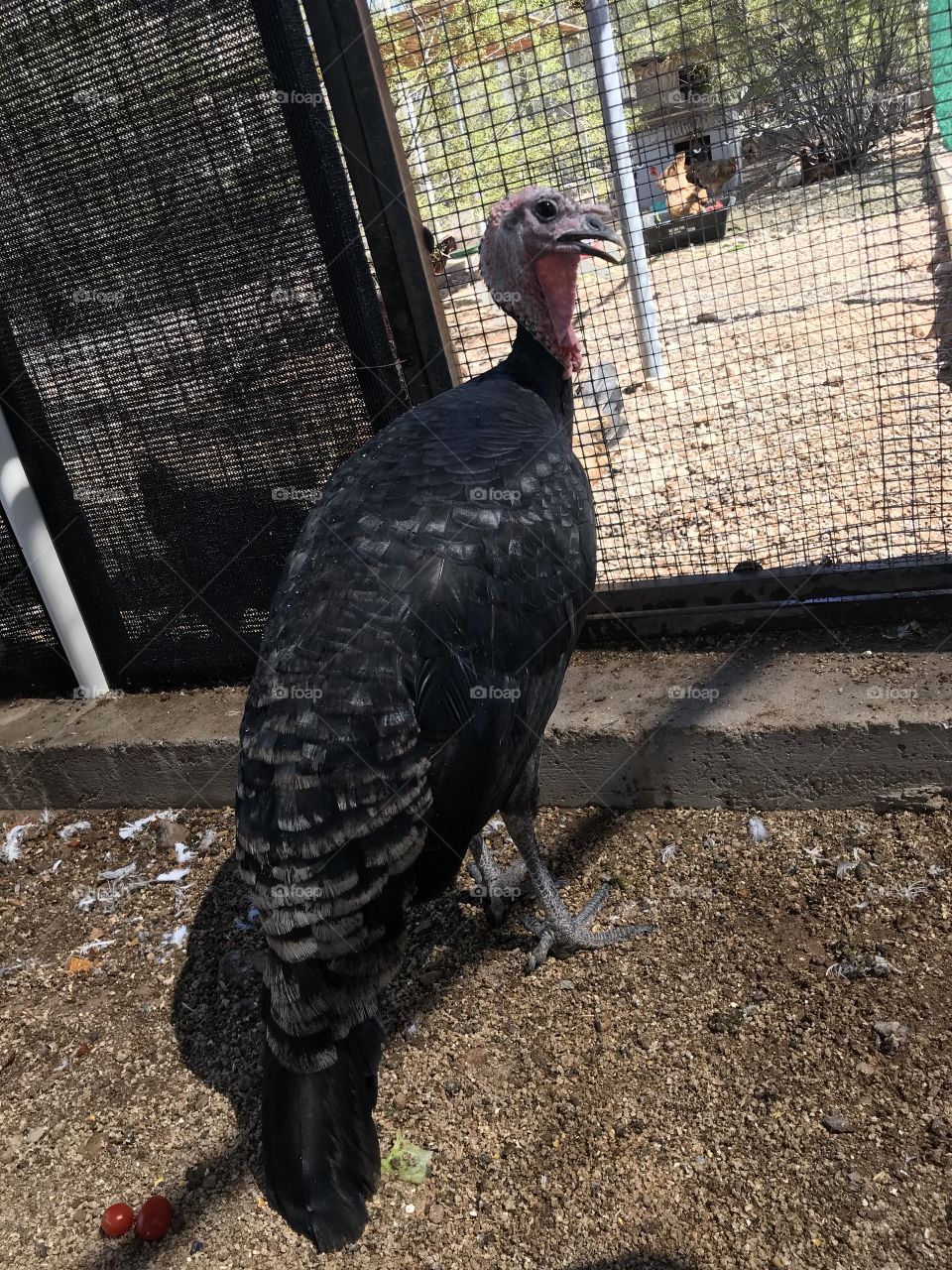 Mr. Turkey at the shelter 