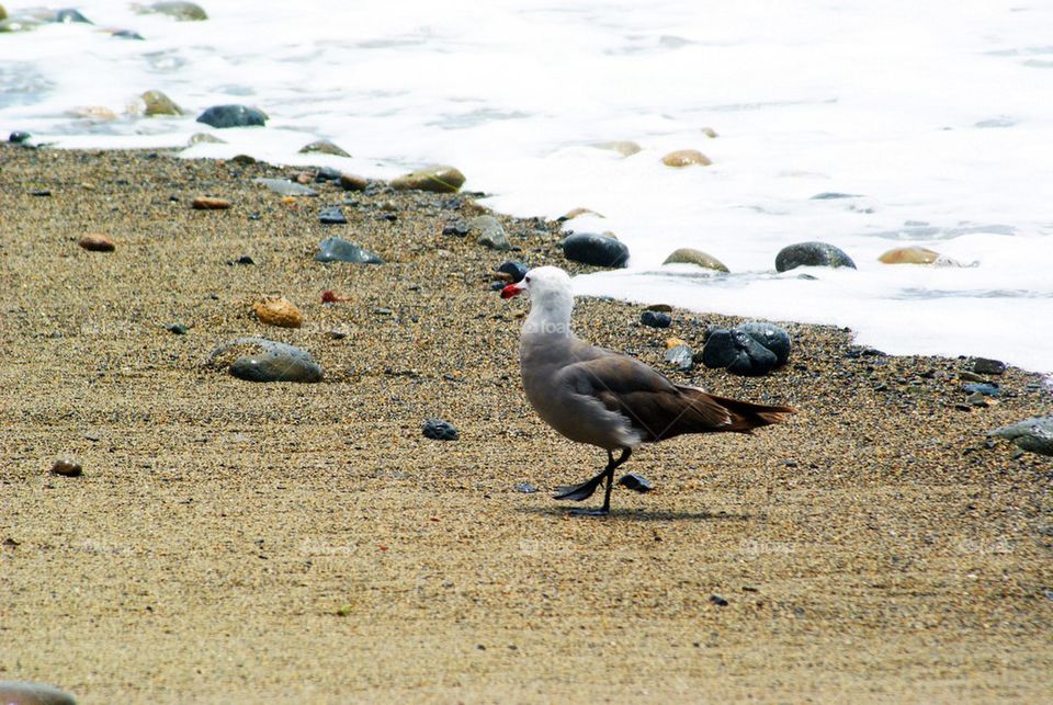 Seagull on beach