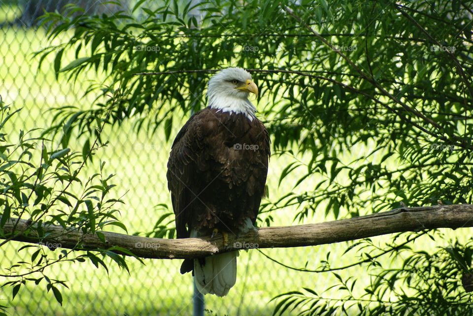 Bald eagle 