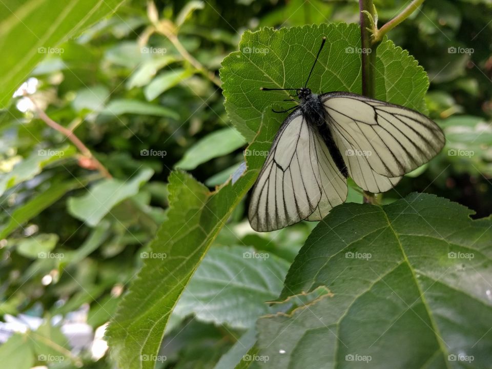 butterfly on a leaf, branch