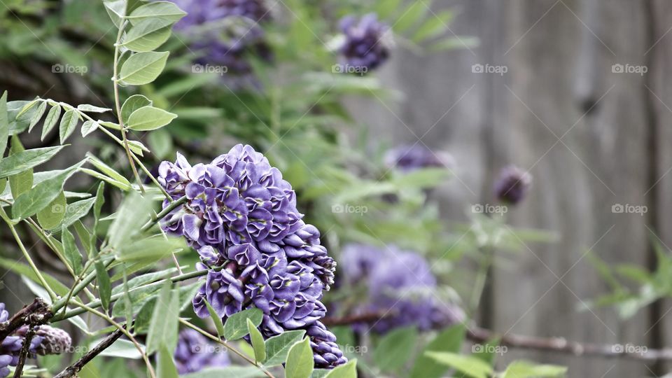 Wisteria in full bloom in a Texas backyard