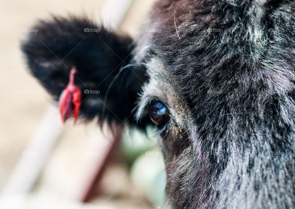 yak with an earring