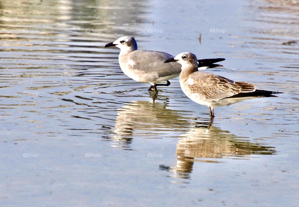 Two seagulls with their reflection in the water