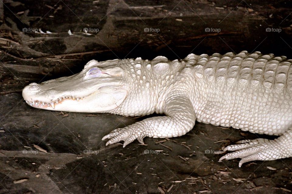 Albino gator