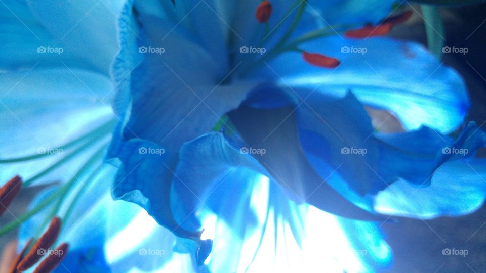 blue flower