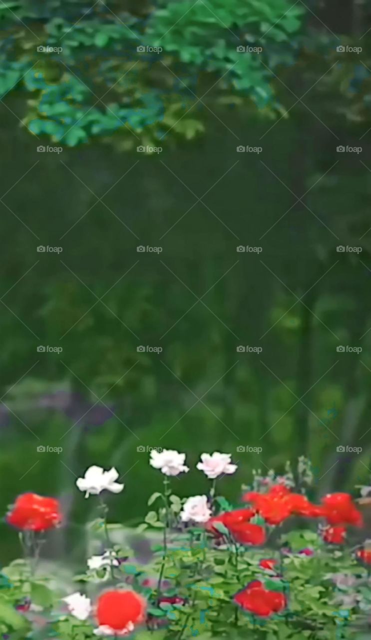 Green background with white and red flowers