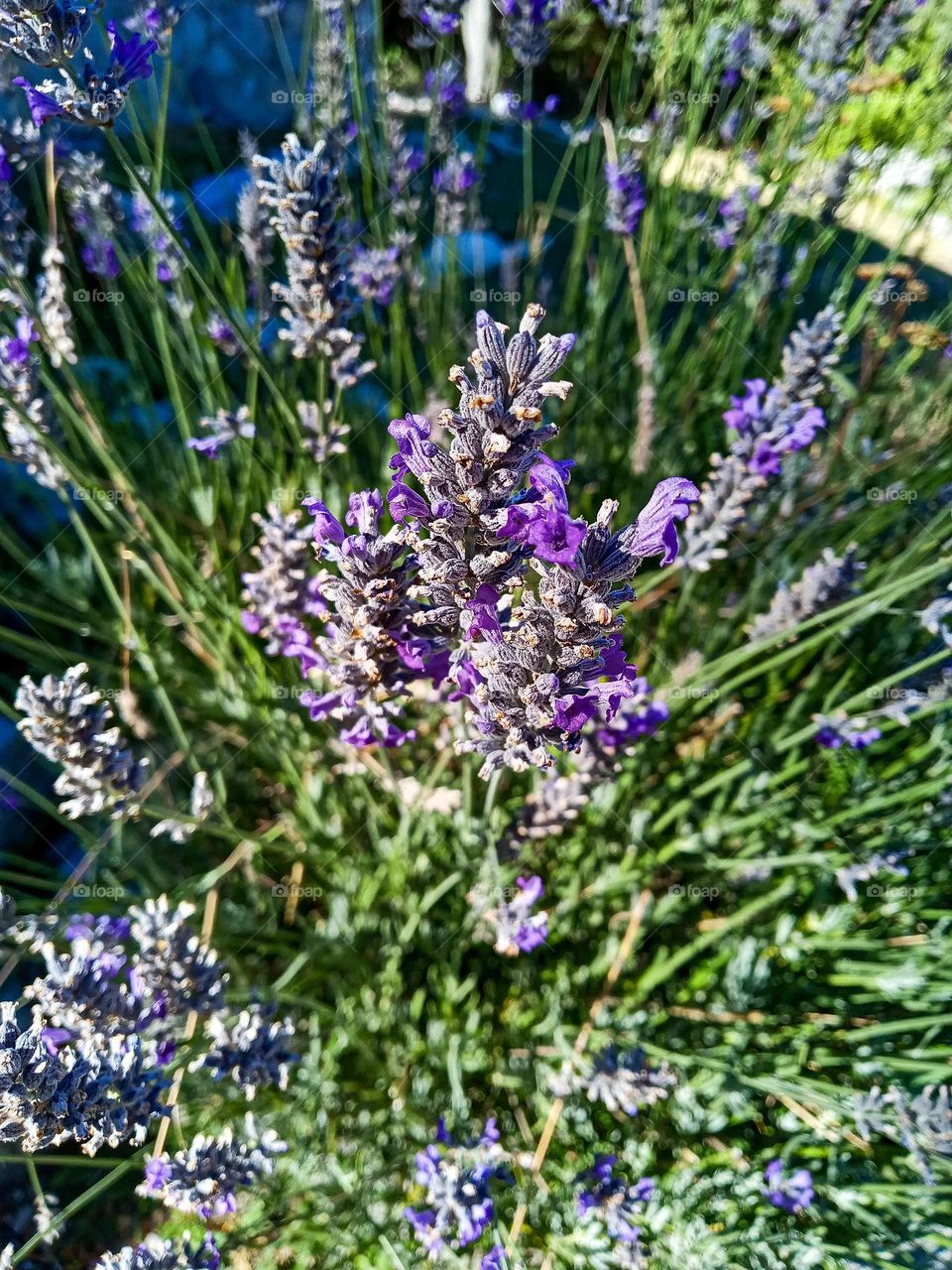 Lavender fields forever