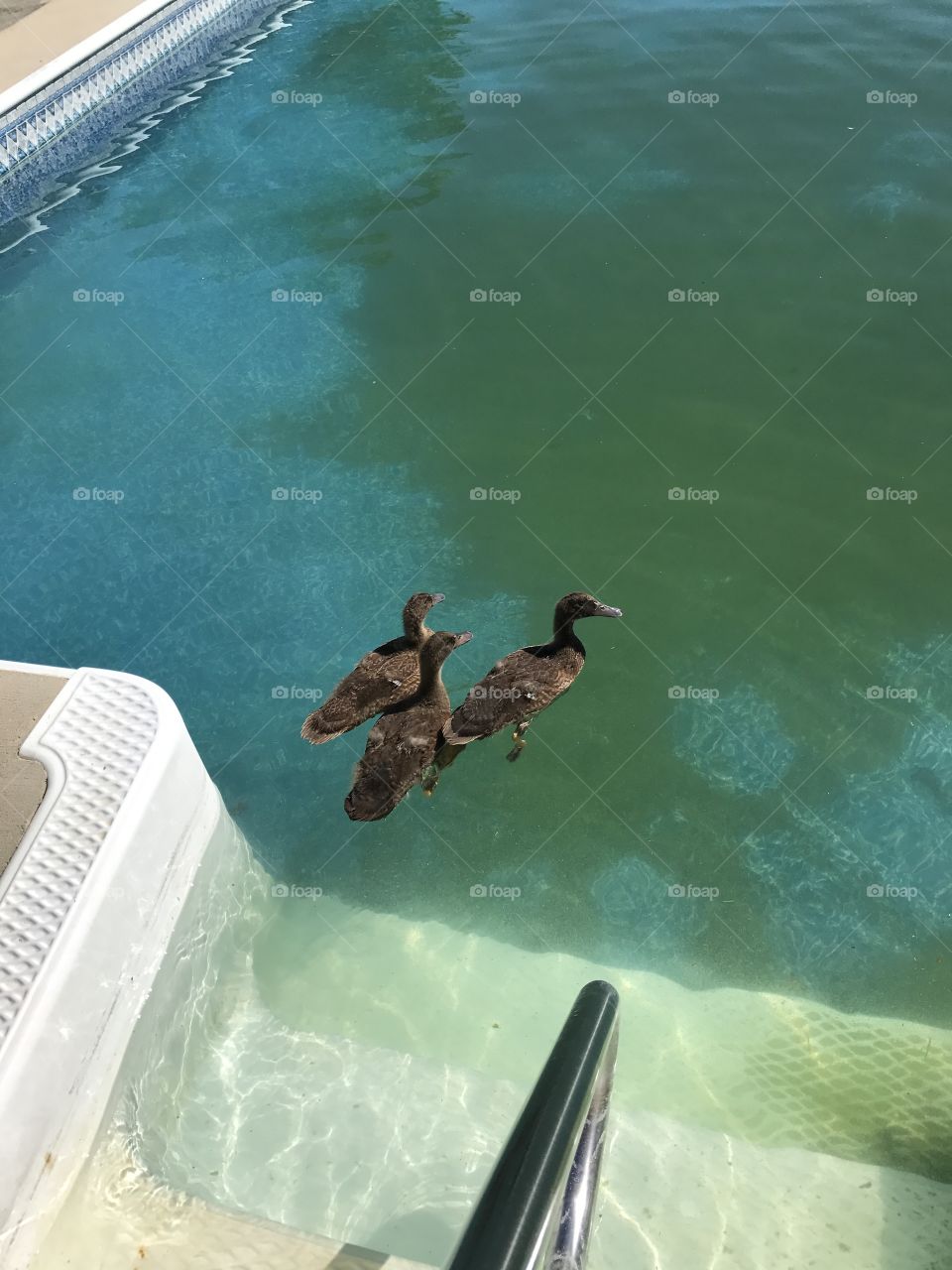 Ducks 