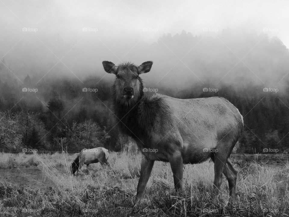 Black and white shot of a standing deer