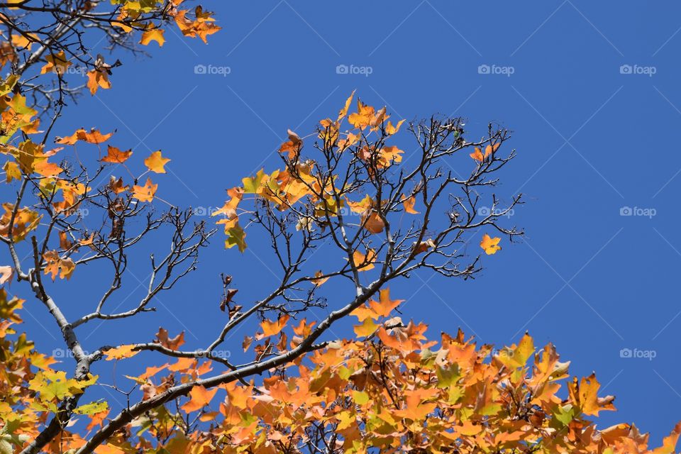 Low angle view of autumn