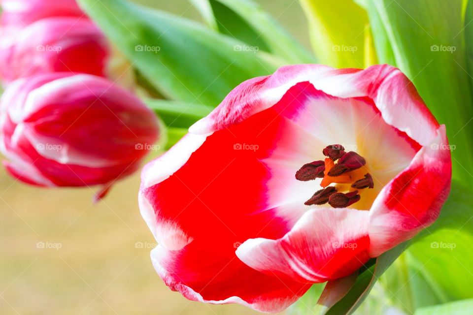 Red tulip