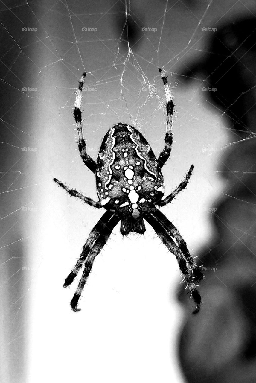 black and white photo of spider that was making a net infront