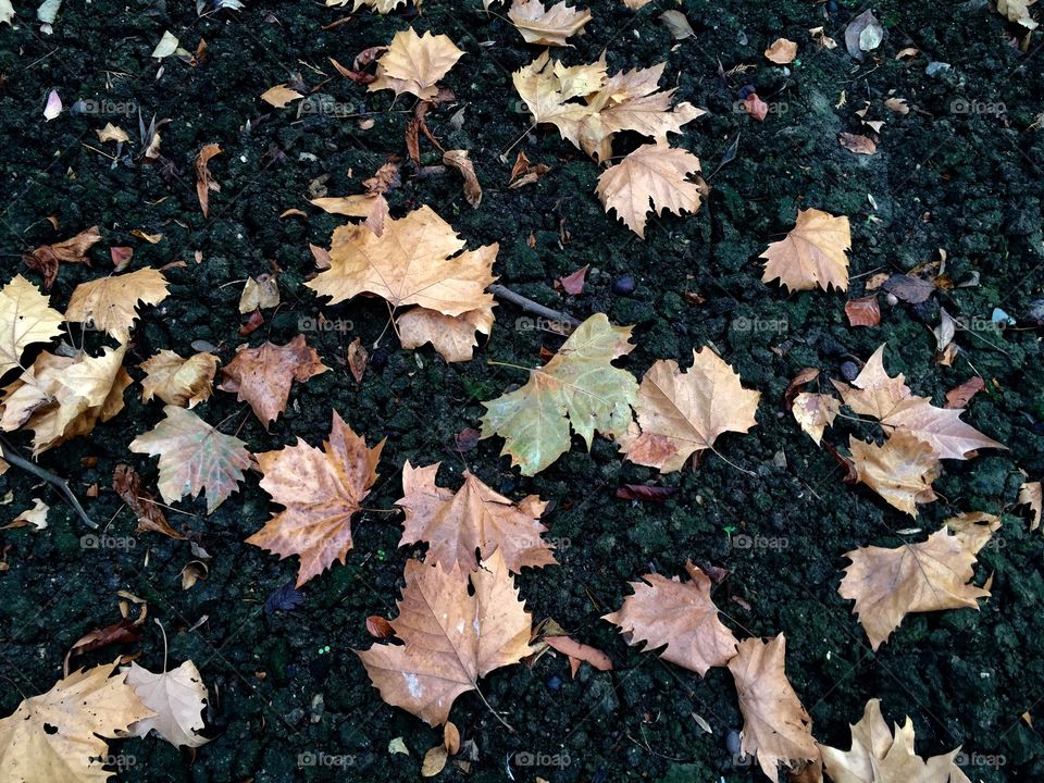 Autumn leaves on the grass