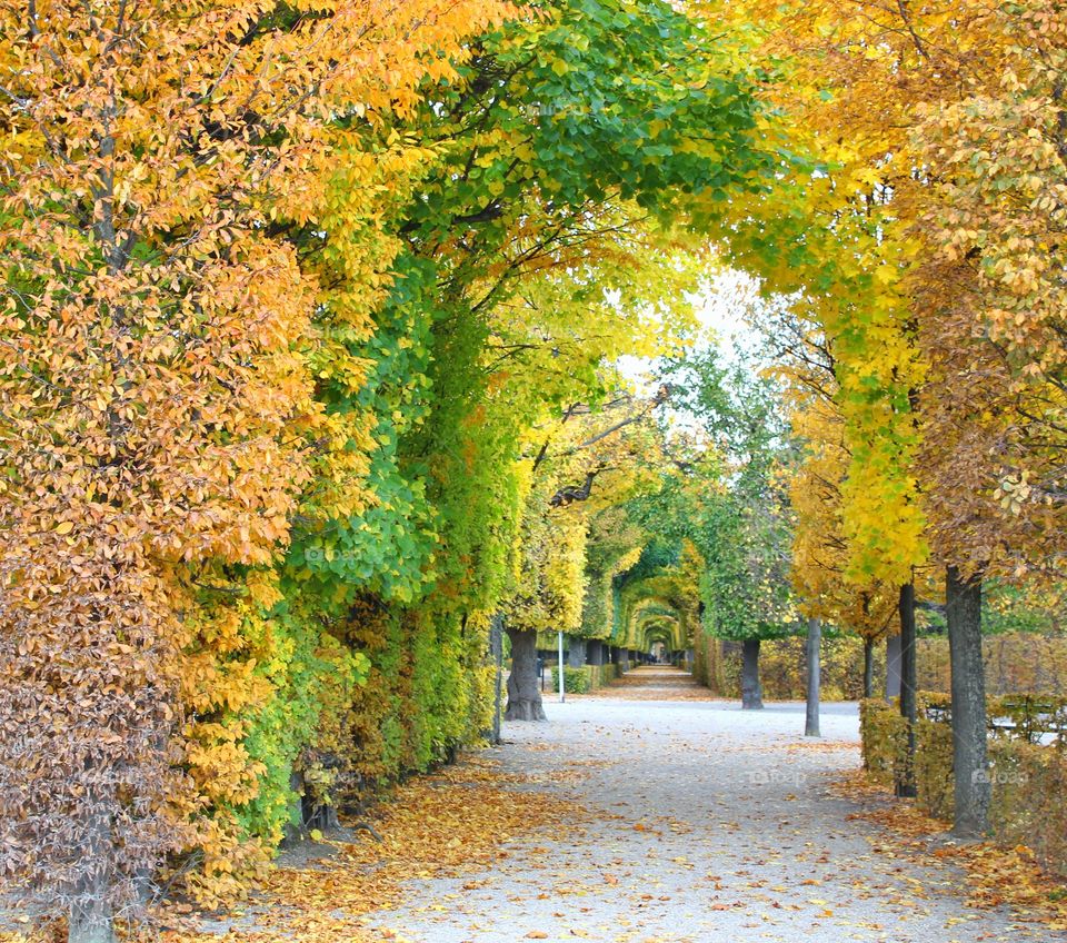 Autumn trees