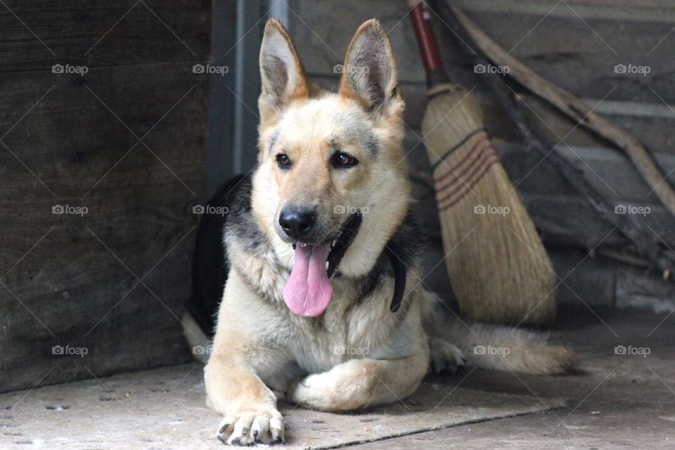 A gorgeous shepherd resting on an  old country porch. 