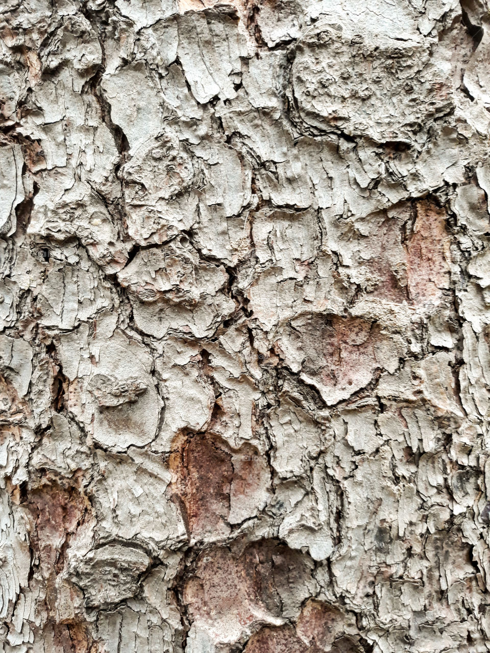 Photo close up of tree bark in an italian park