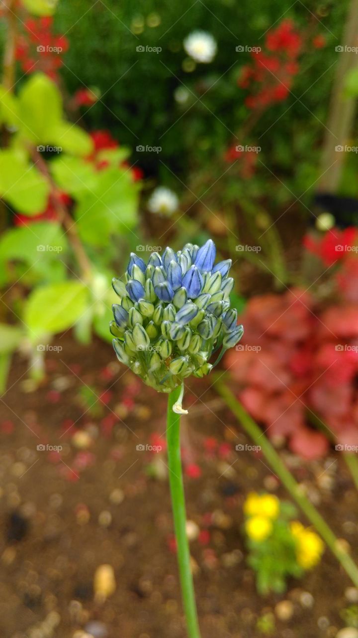Allium