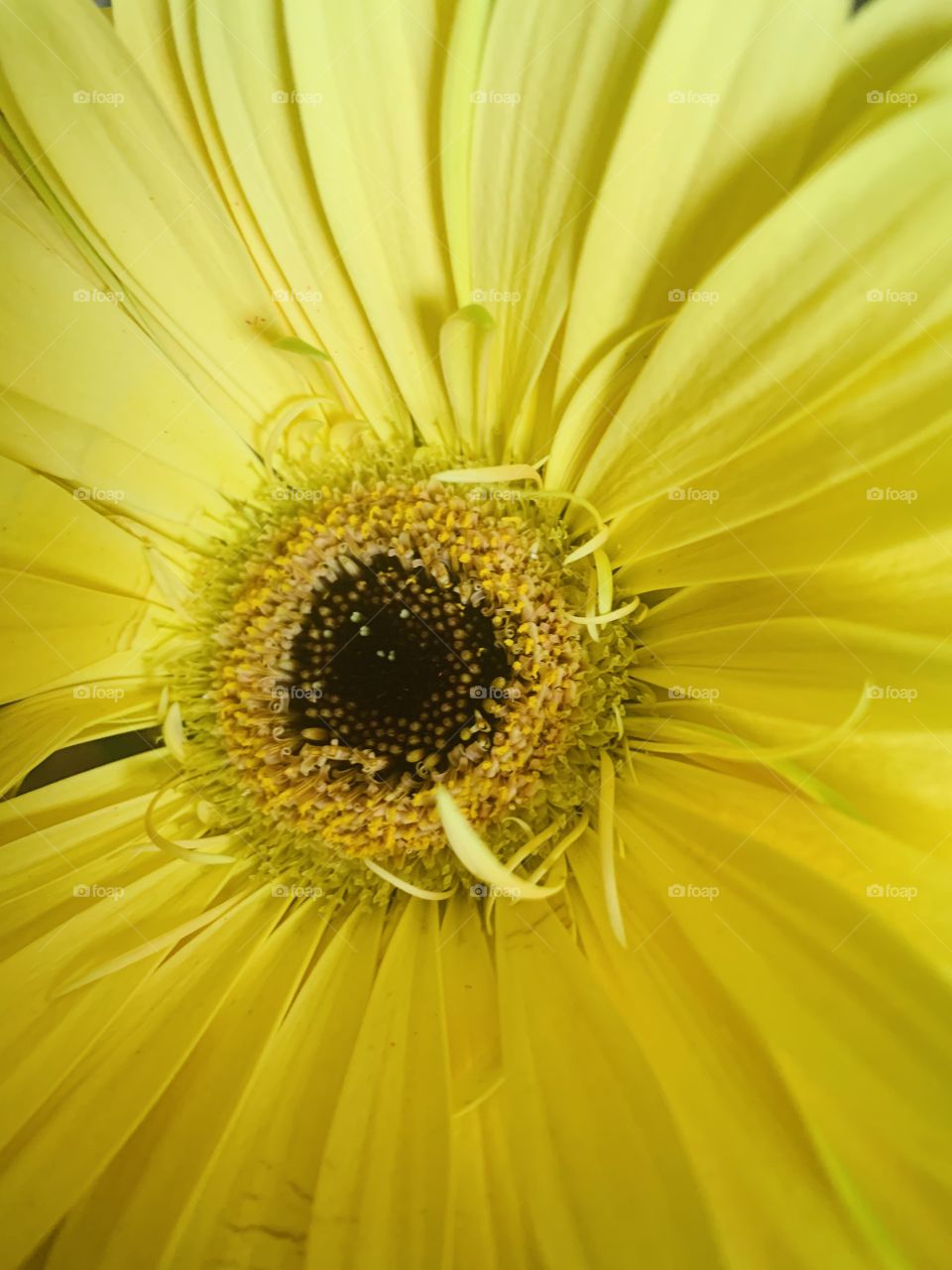 Yellow flower 