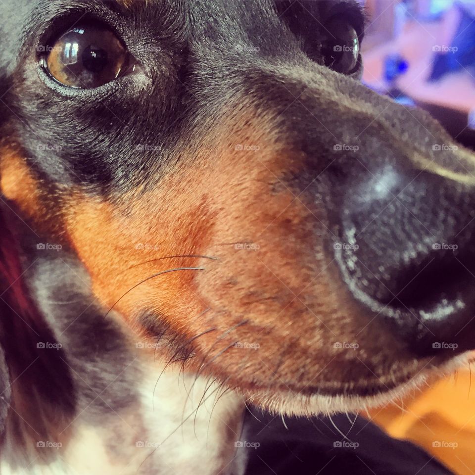 Doxie nose 