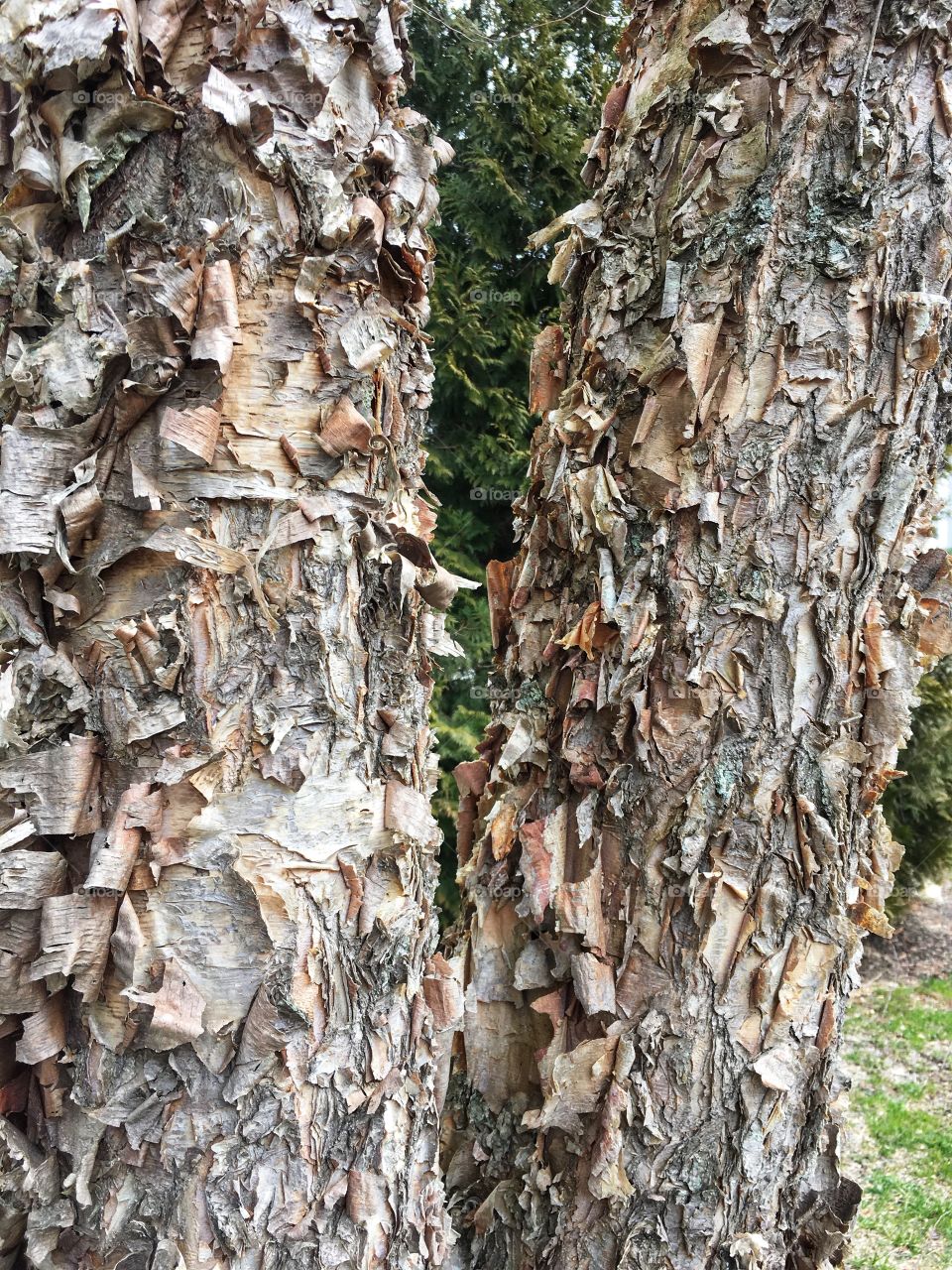 Peeling tree bark