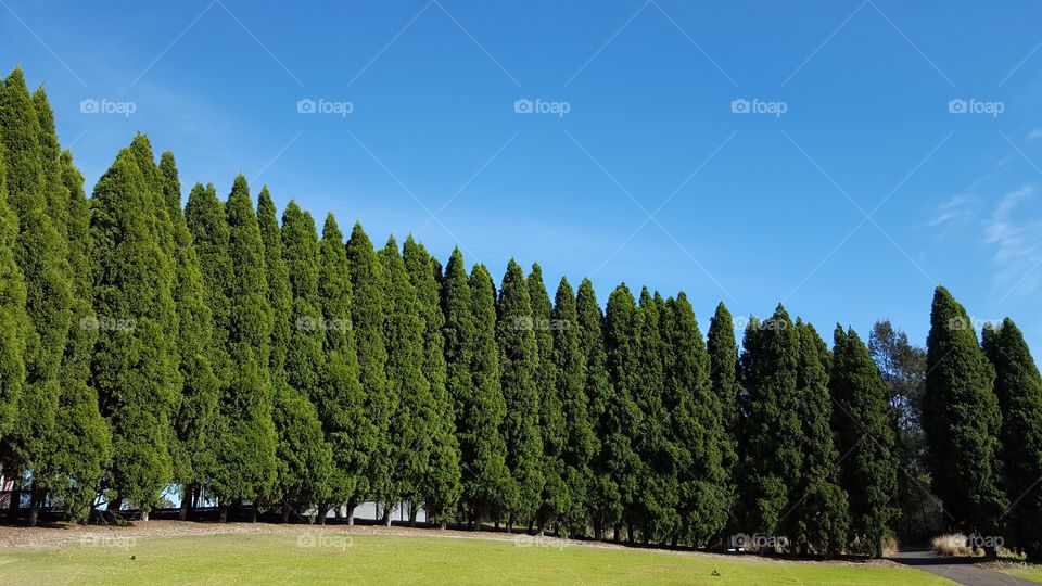 Row of fir trees