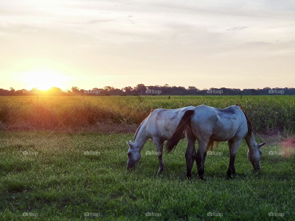 Horses grazing on field during sunset