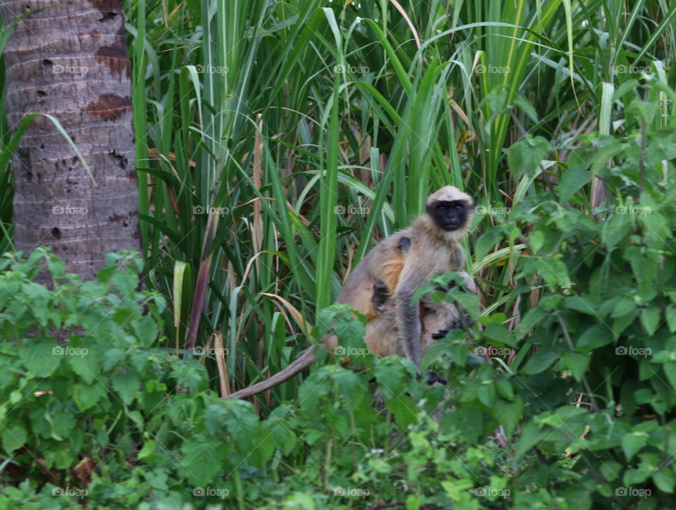 monkey mother and child