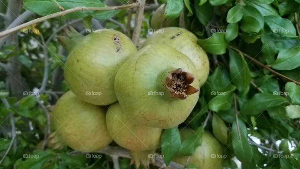 Granada tree in Las Vegas, NV. USA