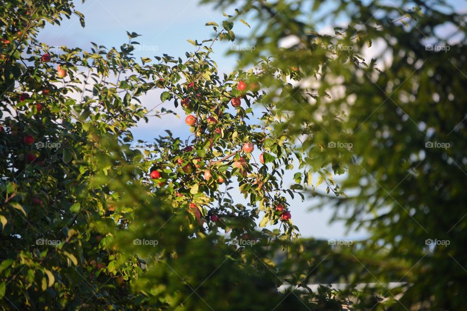 Low angle view of apple tree