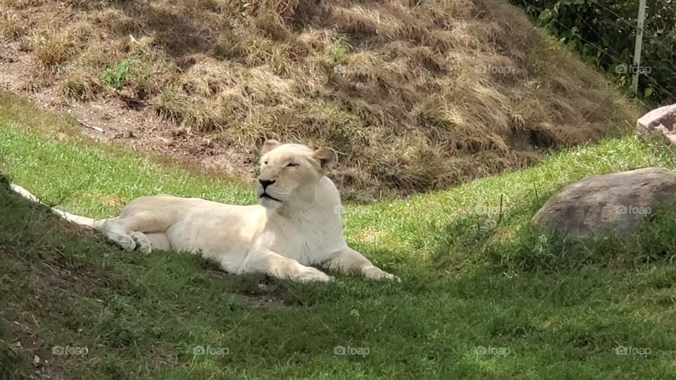 white lion