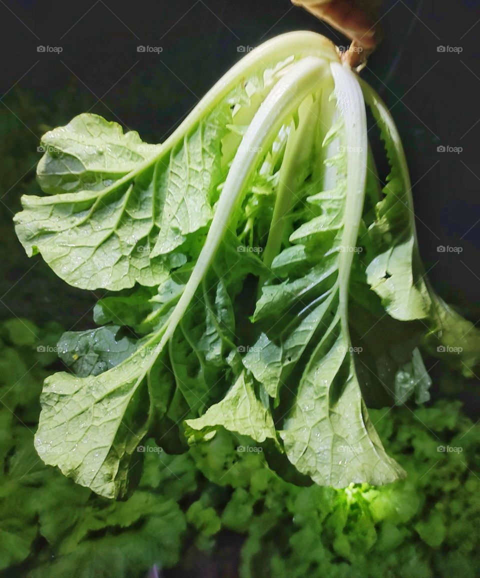 Close up of lettuce